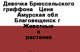 Девочка Брюссельского гриффона › Цена ­ 20 000 - Амурская обл., Благовещенск г. Животные и растения » Собаки   . Амурская обл.,Благовещенск г.